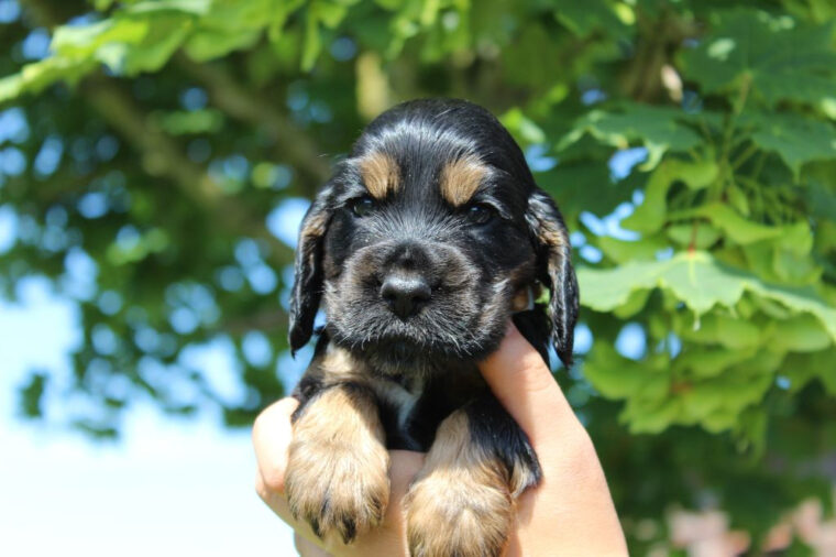 Chiot Cocker Spaniel Anglais, Chiot Male Noir Et Feu Collier Marron pour Cocker Noir Et Feu