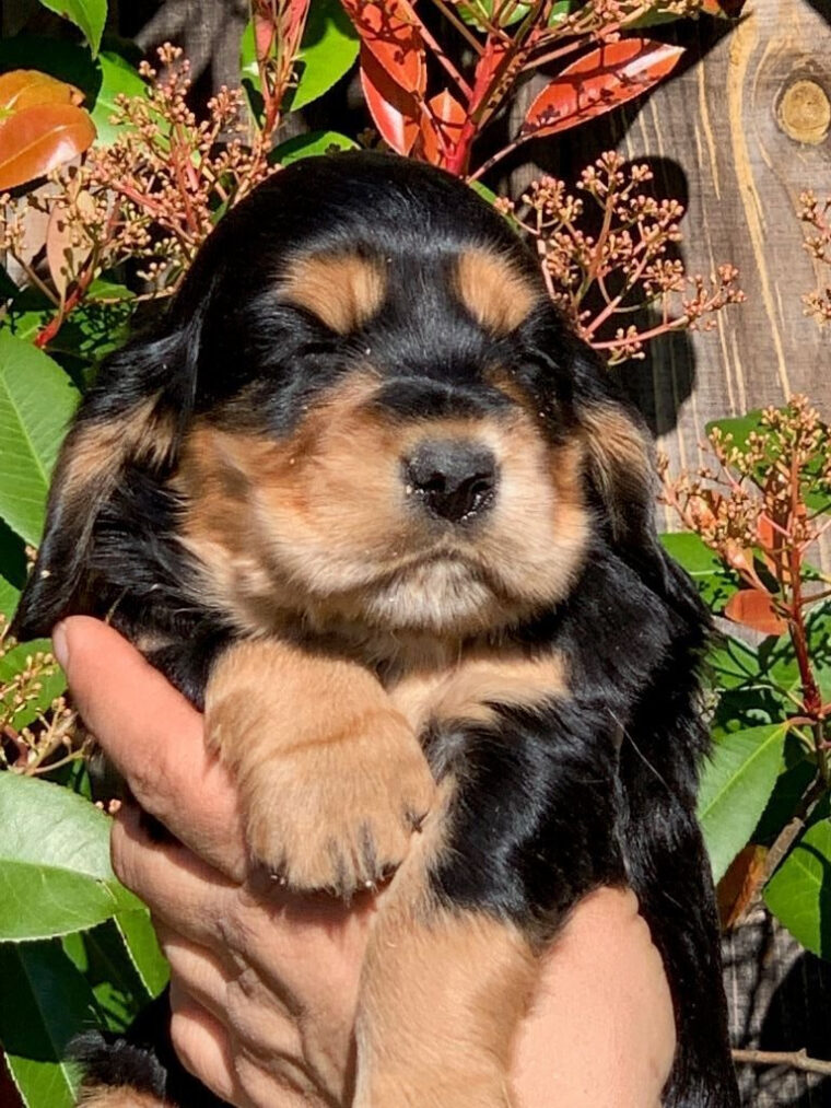 Chiot Cocker Spaniel Anglais, Chiot Noir Et Feu, Mâle Disponible En pour Cocker Noir Et Feu