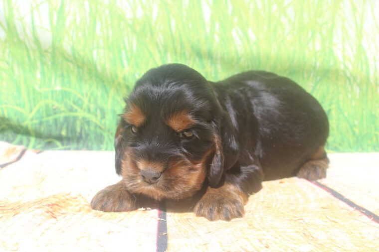 Chiot Cocker Spaniel Anglais, Male Noir Et Feu, Mâle Disponible En tout Cocker Noir Et Feu