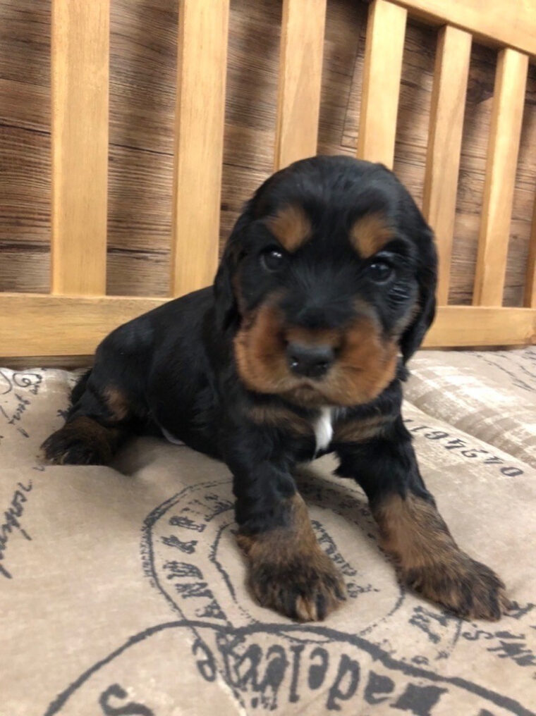 Chiot Cocker Spaniel Anglais, Noir Et Feu, Mâle Disponible En Normandie serapportantà Cocker Noir Et Feu