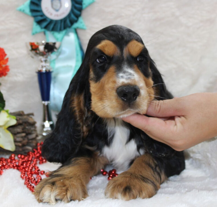 Chiot – Elevage Du Royaume Des Quatre Pattes – Eleveur De Chiens Cocker destiné Cocker Noir Et Feu