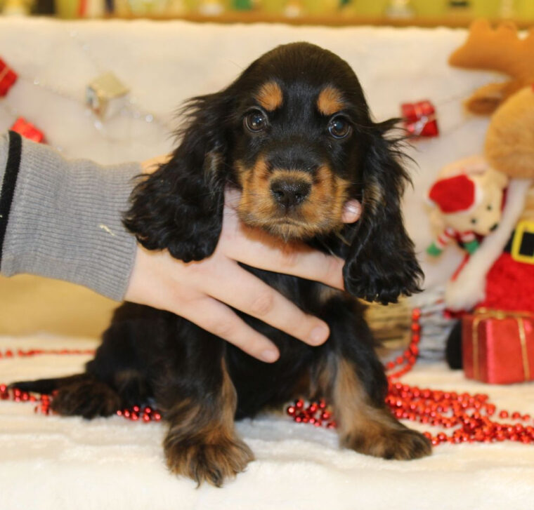 Chiot – Elevage Du Royaume Des Quatre Pattes – Eleveur De Chiens Cocker tout Cocker Noir Et Feu