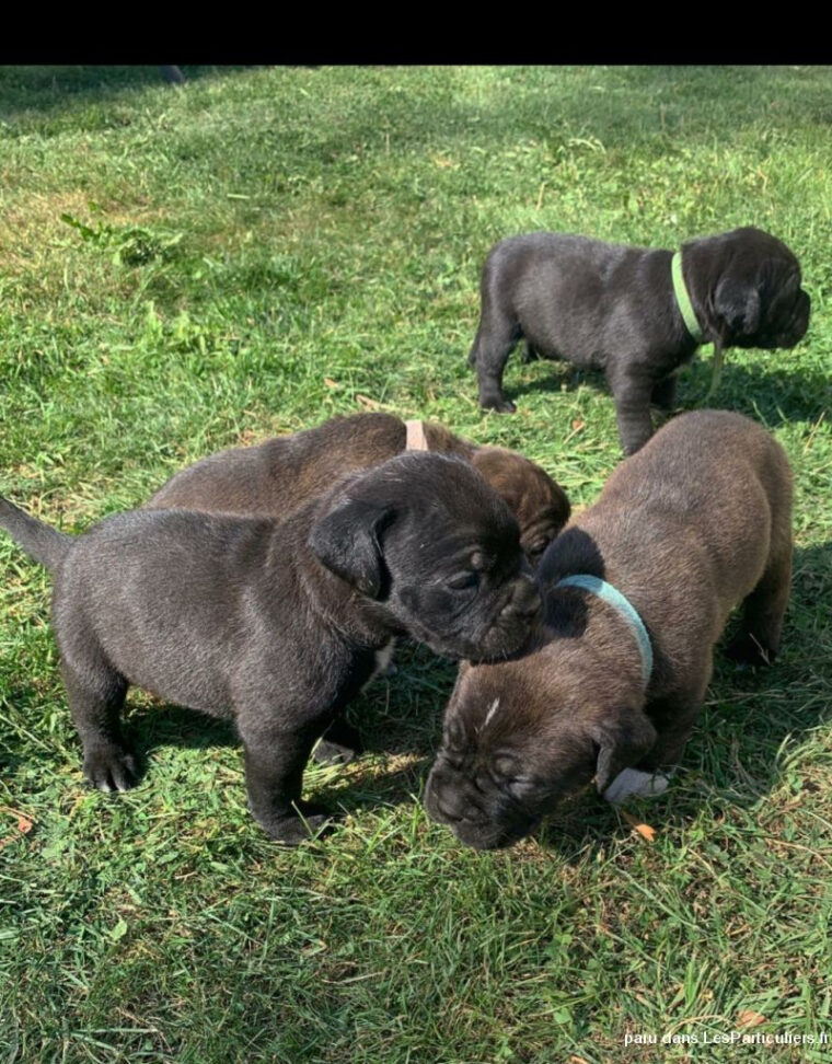 Craquez Pour Ces Adorables Petites Boules De Poils Animaux Chien concernant Chien Boule De Poil