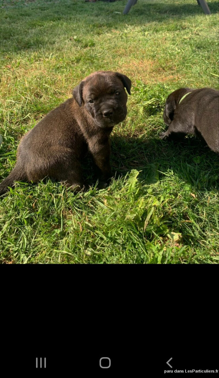 Craquez Pour Ces Adorables Petites Boules De Poils Animaux Chien concernant Chien Boule De Poil tutoriel