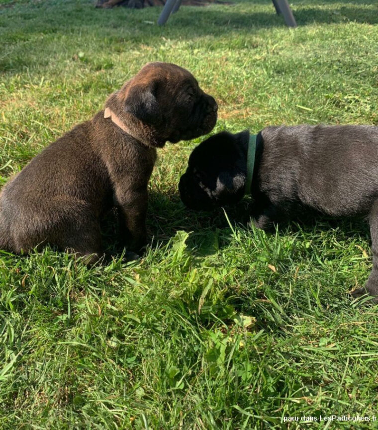 Craquez Pour Ces Adorables Petites Boules De Poils Animaux Chien tout Chien Boule De Poil