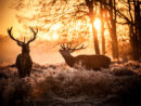 Deer Hunting Tips For Beginners - The Hunting Jack destiné Fond D&amp;#039;Écran Chasse génial