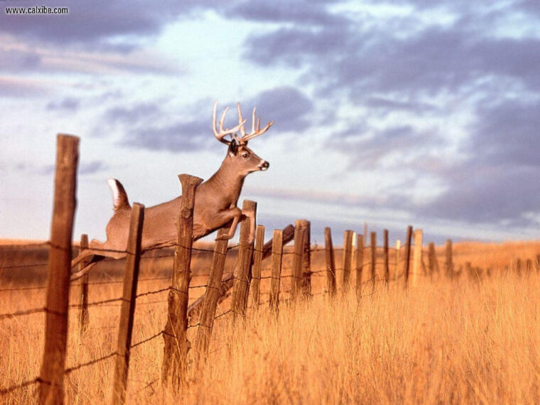 Hunting Backgrounds – Wallpaper Cave tout Fond D&#039;Écran Chasse génial