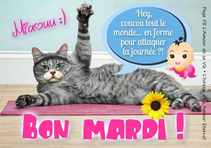 Miaouu :) Bon Mardi ! Hey, Coucou Tout Le Monde En Forme Pour dedans Bon Mardi Et Bonne Journée fascinant 