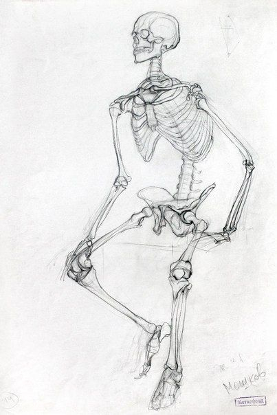 Modèle-Vivant  Skeleton Drawings, Anatomy Sketches, Anatomy Drawing pour Modele Vivant Pose