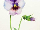 Pensée Aquarelle In 2020  Watercolor Flowers, Watercolor Flowers pour Fleur Aquarelle Simple intéressant