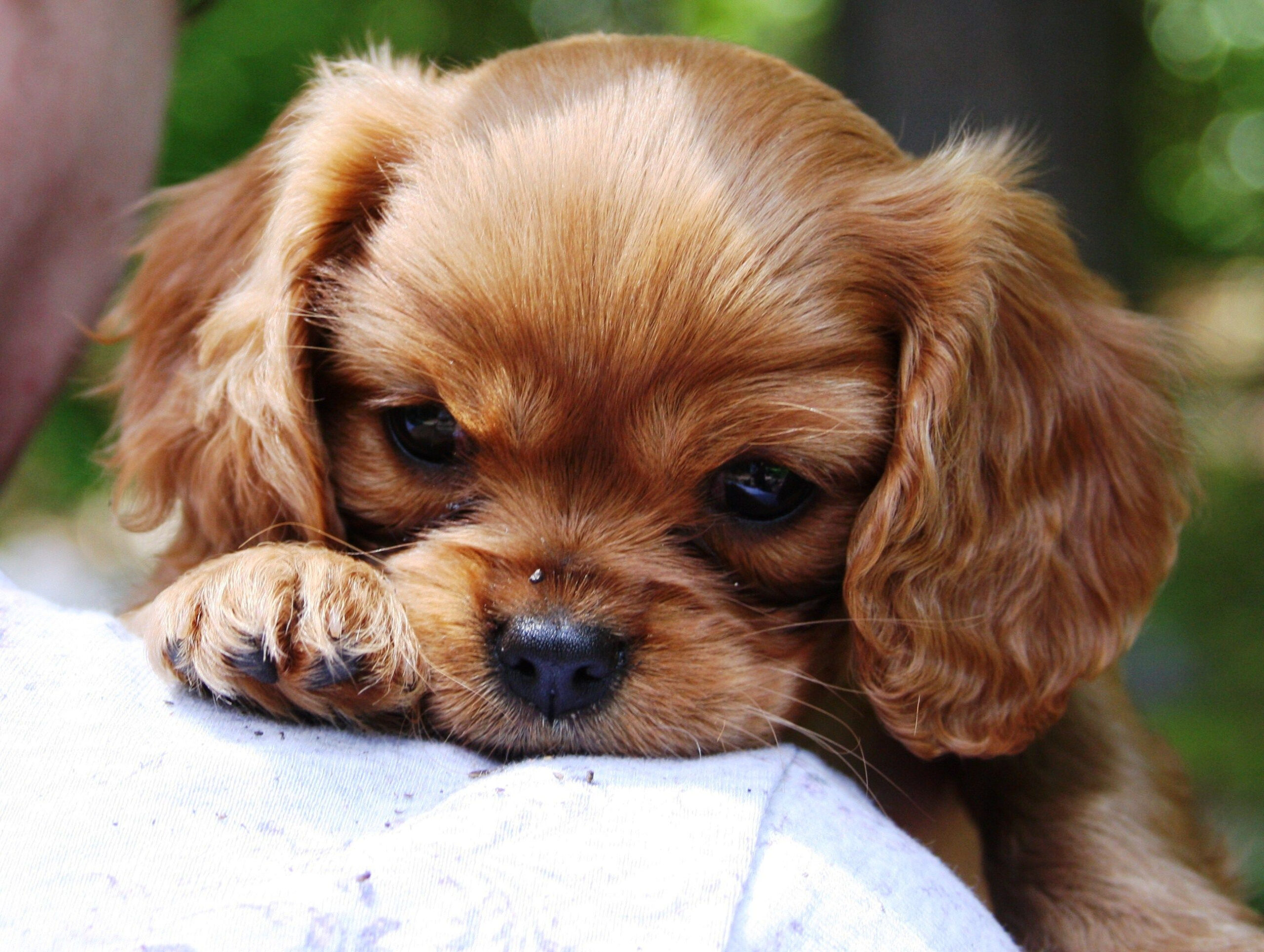 Pin On My Cavalier King Charles Spaniels encequiconcerne Bebe Cavalier King Charles 