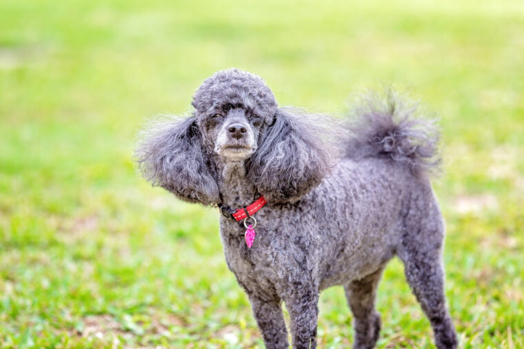 Top 20 Des Races De Chiens Au Poil Bouclé serapportantà Chien Boule De Poil tutoriel