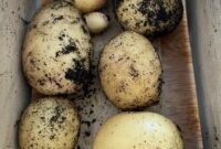 yukon gold potatoes on white background yukon gold potatoes on white background