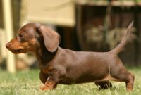 sausage dog recipe sausage dog recipe