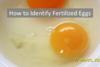 fertilized chicken egg yolk fertilized chicken egg yolk