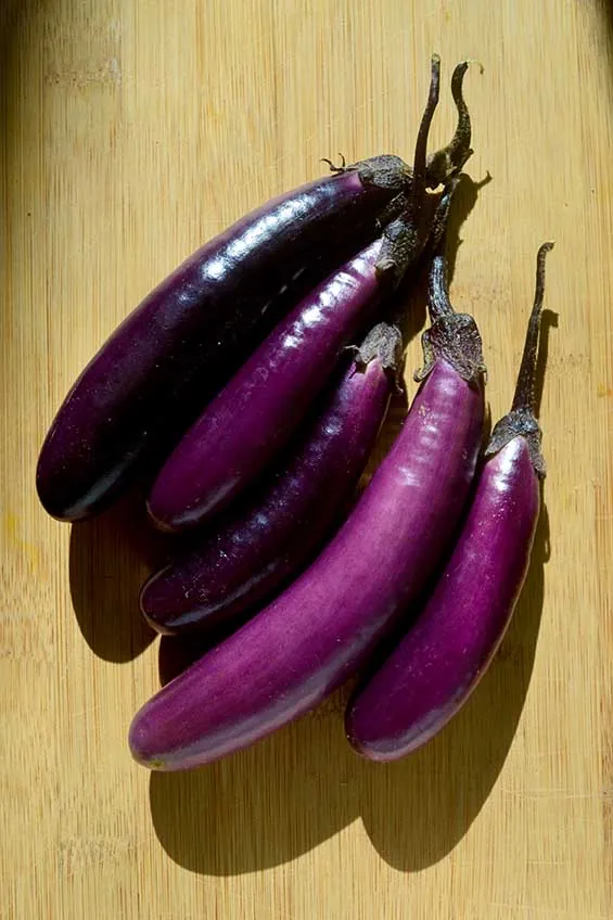 Seed Freaks - Eggplant Slim Jim - Seedfreaks | Sow the change you want