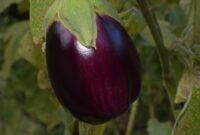 brinjal eggplant aubergine