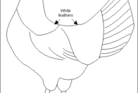 leghorn chicken egg yolk leghorn chicken egg yolk