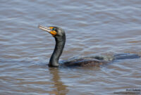 fish lunch ideas fish lunch ideas
