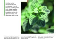 zaatar olive oil zaatar olive oil