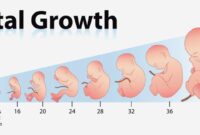 pregnancy growth chart