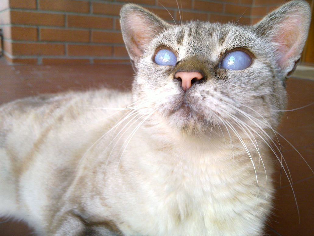 Postacie - forum grupy Jeja.pl