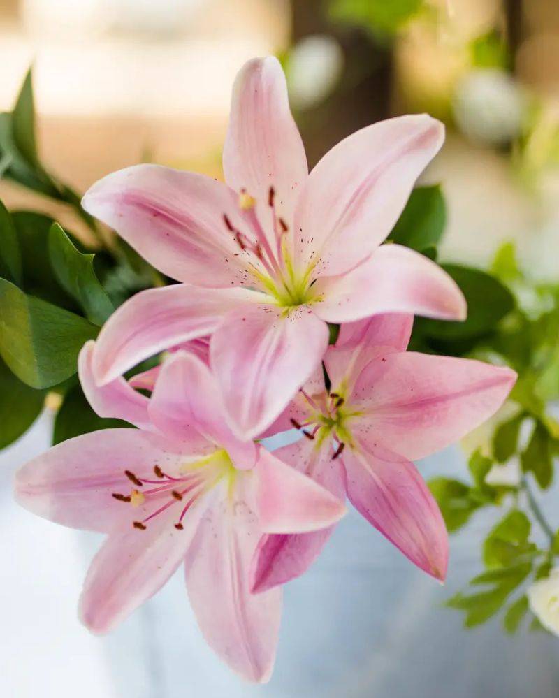 Arti Bunga Lily Pink dan Maknanya