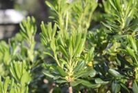 beste buschpflanse fur deutschland