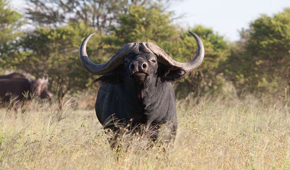  Foto zu Buffalo - Fun Facts 