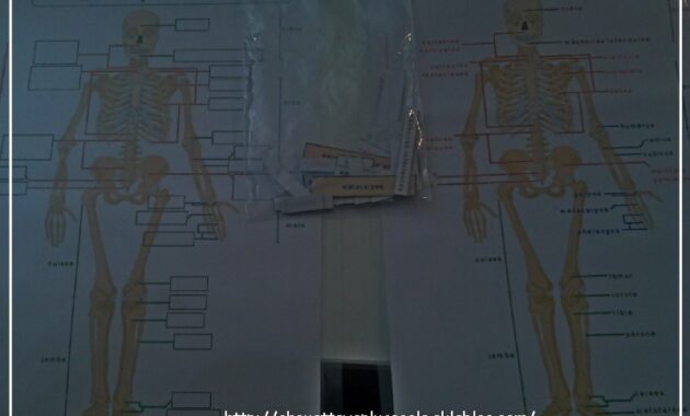 fiche sur le corps humain l clase de luccia