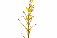 wann blühen forsythien 2025 wann blühen forsythien 2025