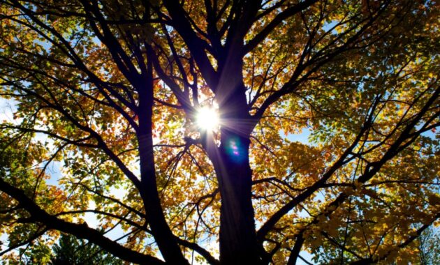 uhahu der herbst kommt heran