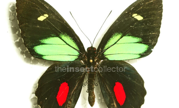 parides cossionaire