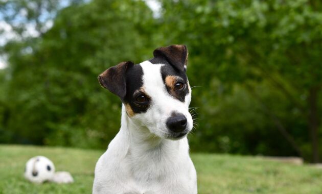 jack russel pit bull images