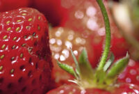 erdbeerfest oberkirch 2025 programm