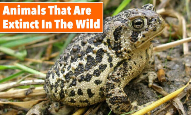 animals that are going extinct in 2026