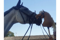 hobby horsing weltmeisterschaft 2025