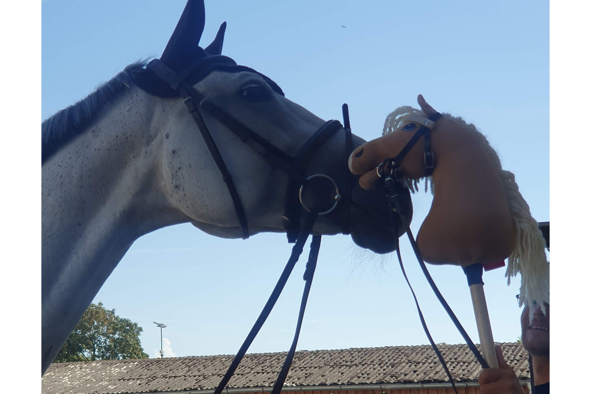  Die Entwicklung des Hobby Horsings in Deutschland Hobby Horsing Magazin 