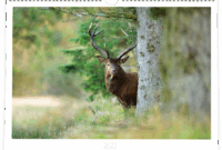 jahrmarkt pinneberg 2025