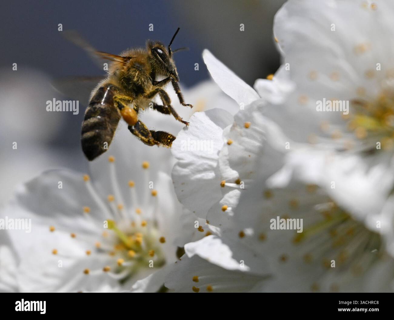  Foto zu Ockstadt, Germany. 04th Apr, 2025. A honey bee flies towards a cherry 