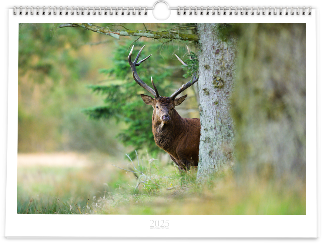  2025 Calendar – Morten Hilmer Illustration 