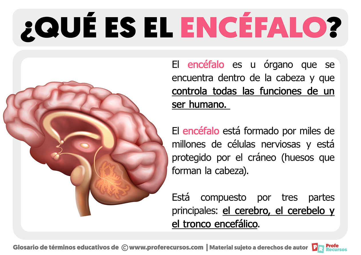  ¿Qué es el Encéfalo? Bildidee 