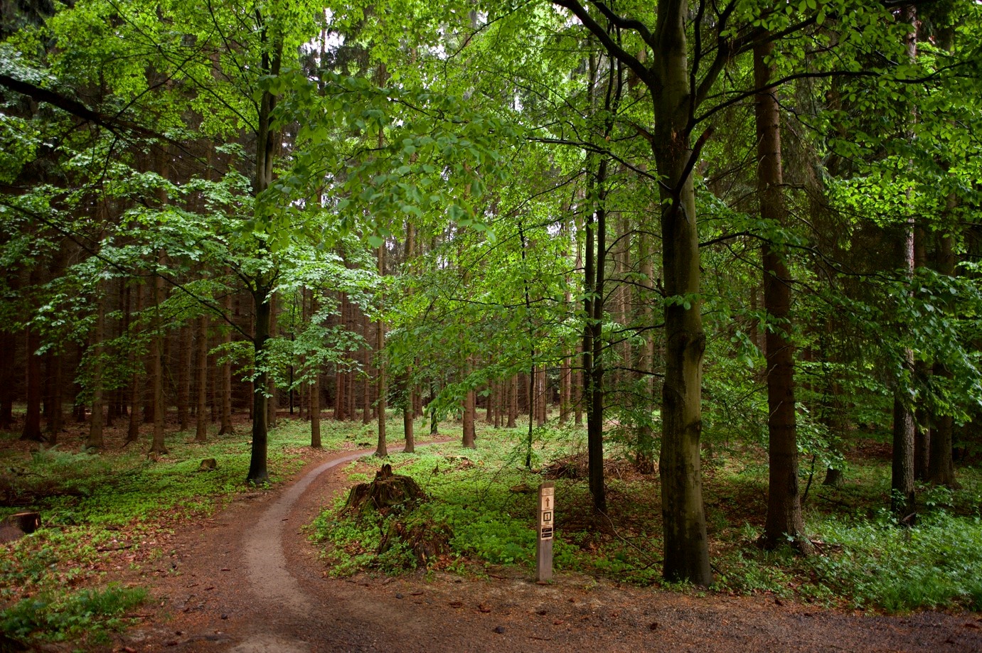  Fotogalerie – Modelový les Česká republika Bildidee 