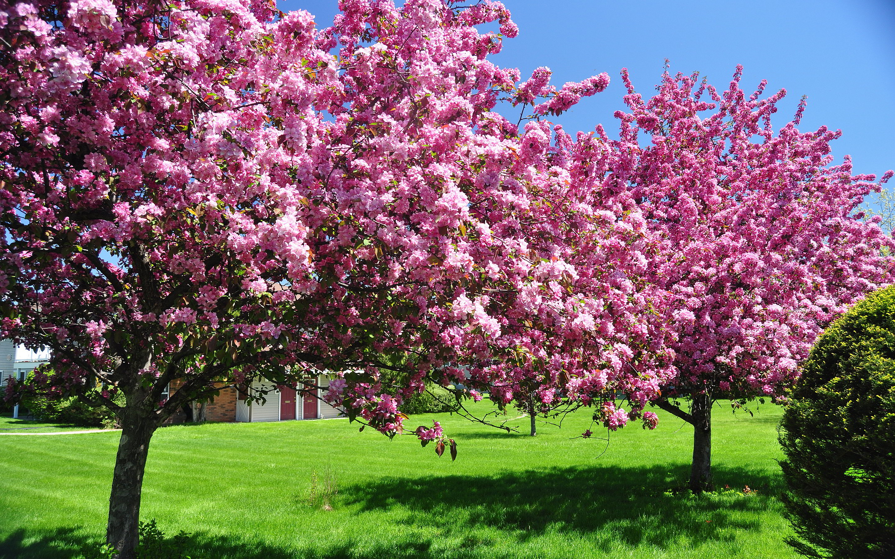  Spring Trees Blooms wallpaper 