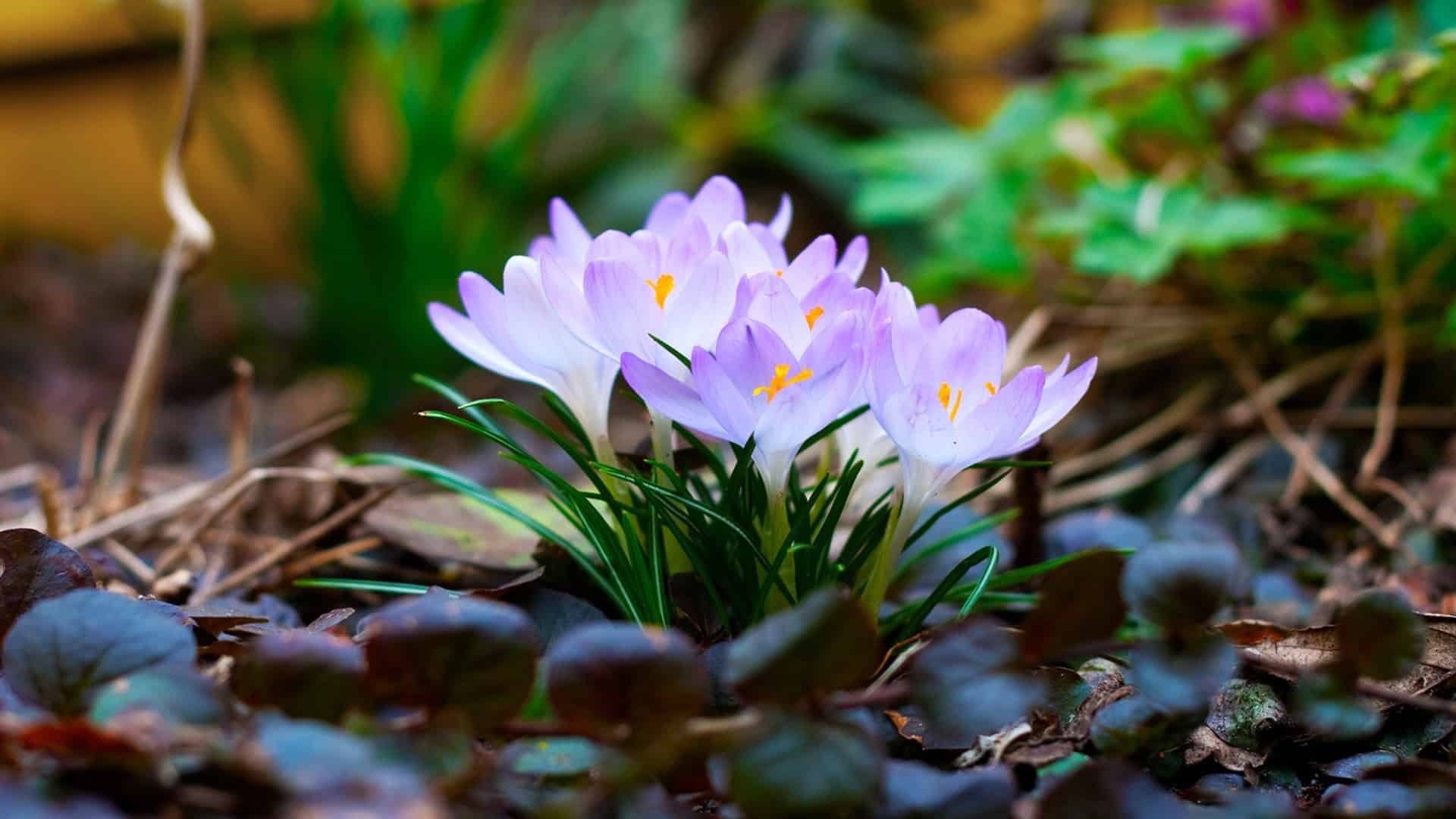  Spring Desktop Wallpaper HD - PixelsTalk 